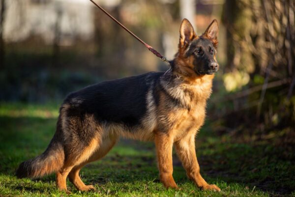 Kalma German Shepherd Kalma German Shepherd