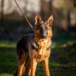 Kalma-female-German-shepherd-puppy-for-sale-1 (2)