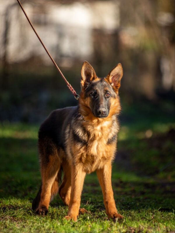 Kalma German Shepherd Kalma German Shepherd