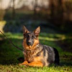 Kalma-female-German-shepherd-puppy-for-sale-1 (3)