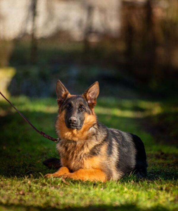 Kalma German Shepherd Kalma German Shepherd