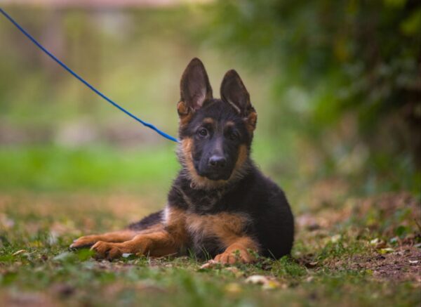 Kalma German Shepherd