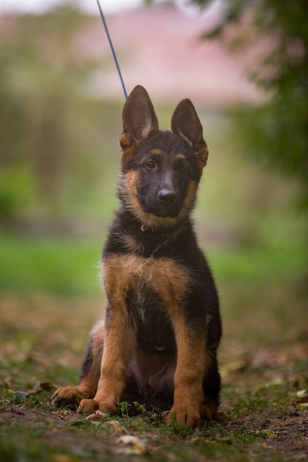 Kalma German Shepherd