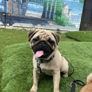 Karl Pug