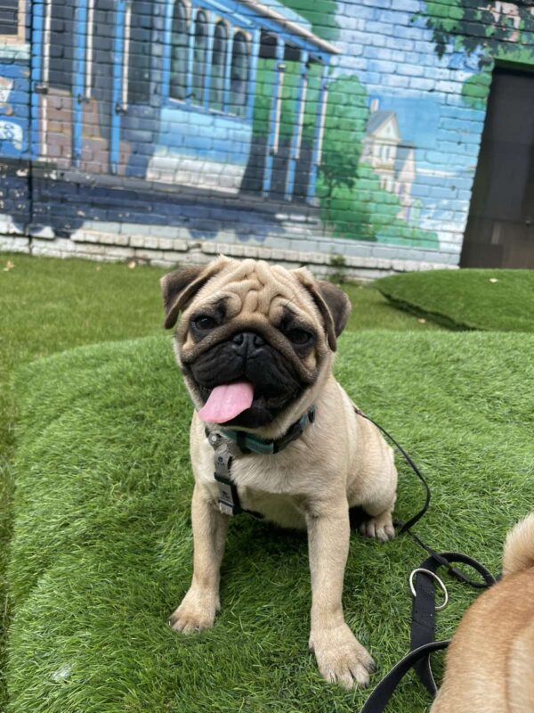 Karl Pug