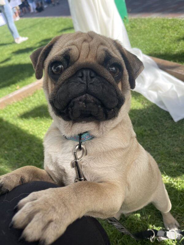 Karl Pug
