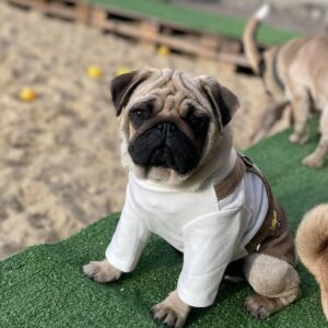 Karl Pug