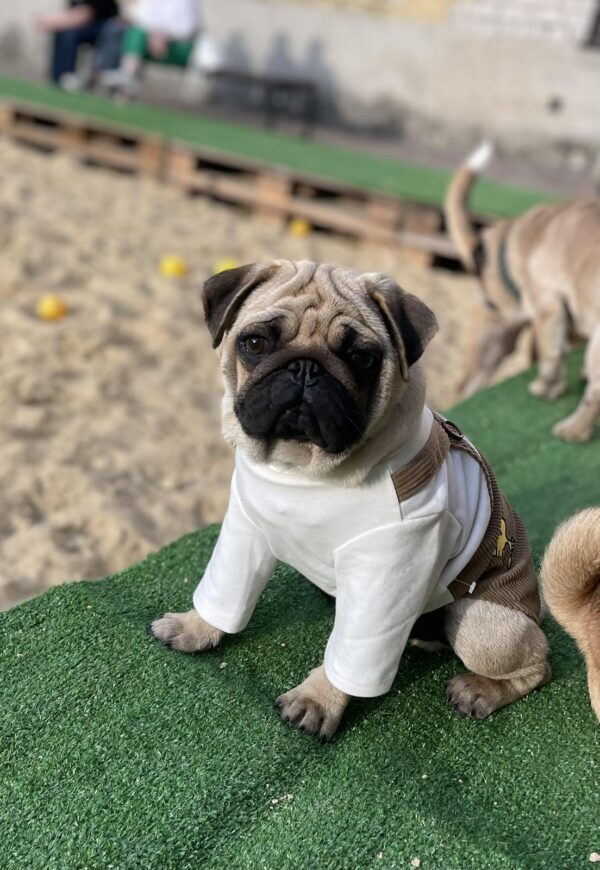 Karl Pug