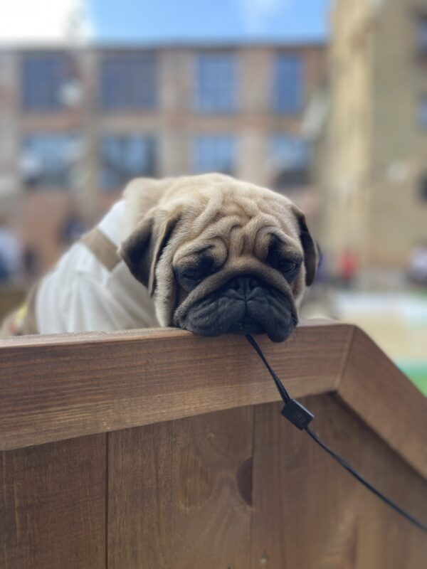 Karl Pug