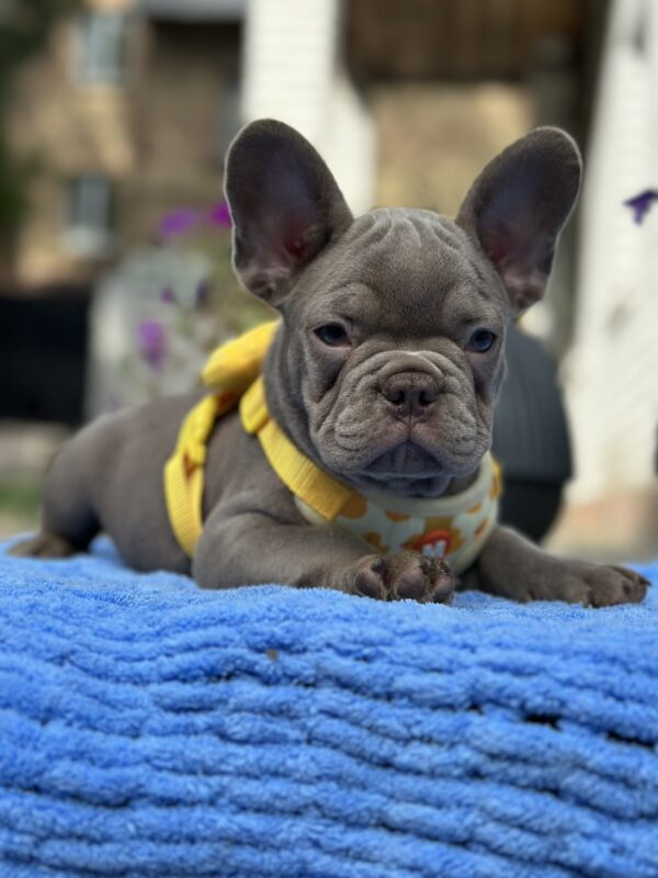 Keanu French Bulldog