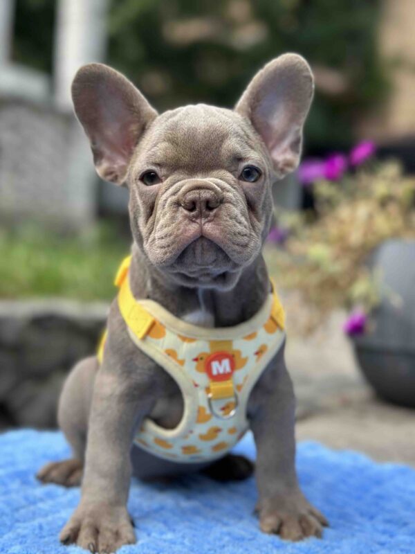 Keanu French Bulldog