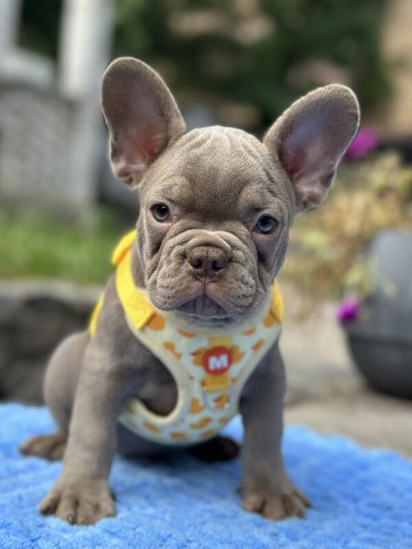 Keanu French Bulldog