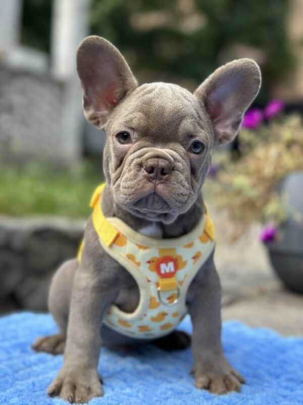 Keanu French Bulldog