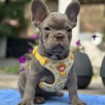 Theodora French Bulldog