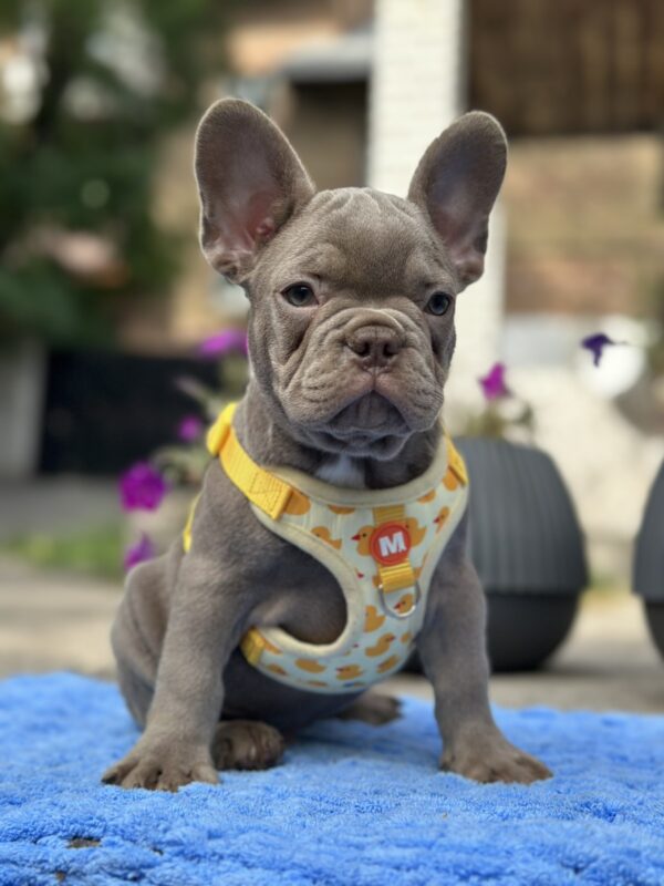 Keanu French Bulldog