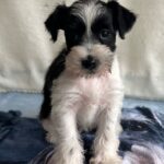 Keara-female-miniature-schnauzer-puppy-for-sale-1 (1)