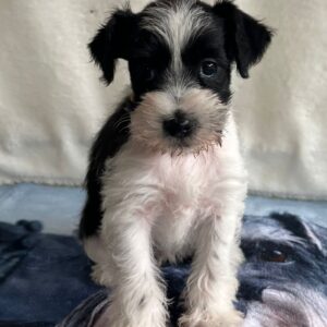 Keara Miniature Schnauzer