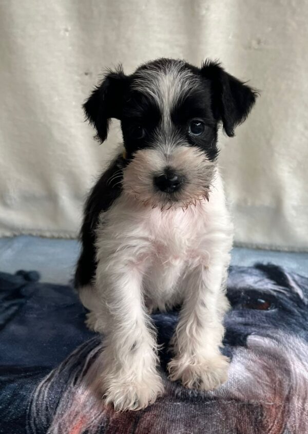 Keara Miniature Schnauzer
