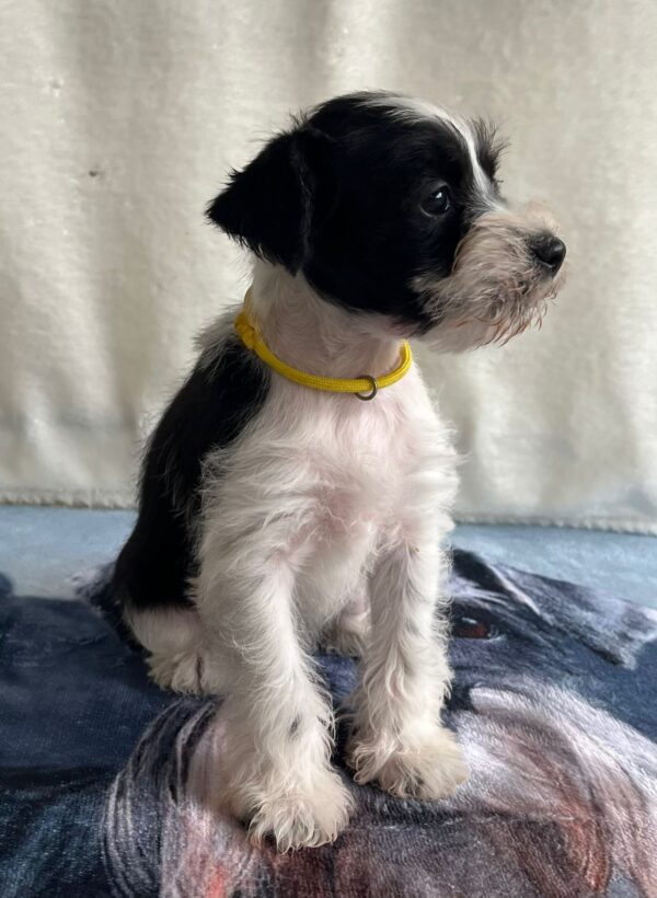 Keara Miniature Schnauzer
