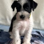 Keara-female-miniature-schnauzer-puppy-for-sale-1 (3)