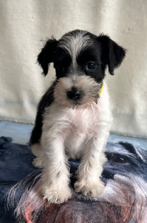Keara Miniature Schnauzer