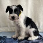 Ketlin Miniature Schnauzer