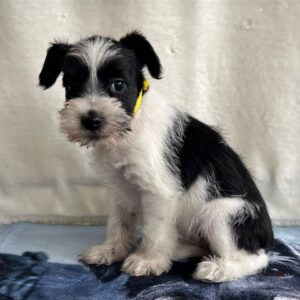 Keara Miniature Schnauzer