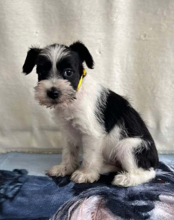 Keara Miniature Schnauzer