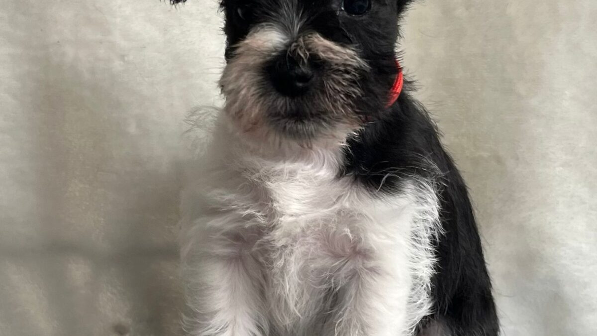 Miniature Schnauzer Dogs and Puppies for sale