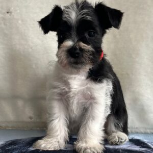 Ketlin Miniature Schnauzer