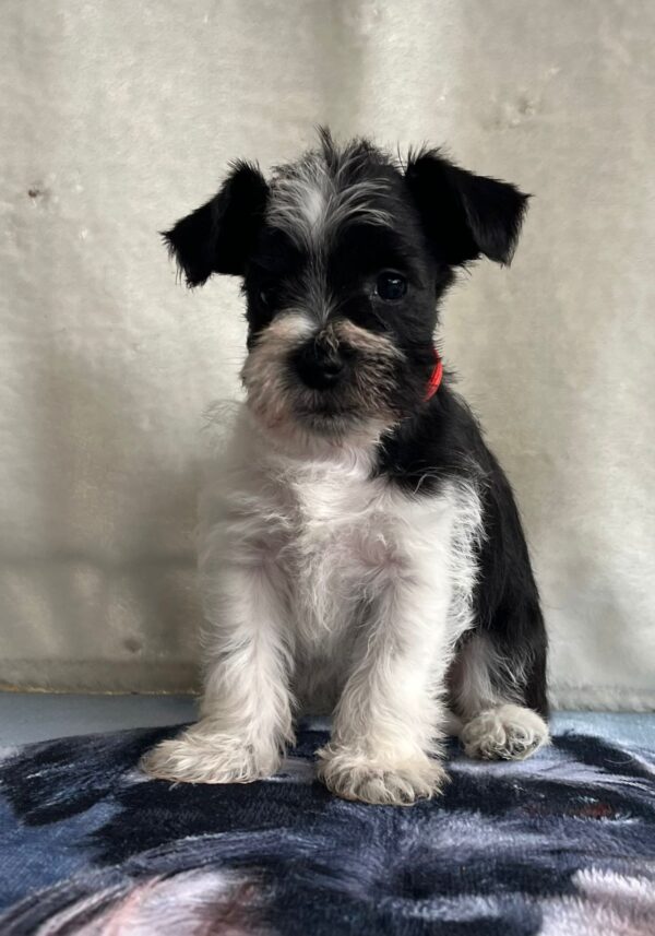 Ketlin Miniature Schnauzer