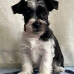 Ketlin-female-miniature-schnauzer-puppy-for-sale-1 (2)