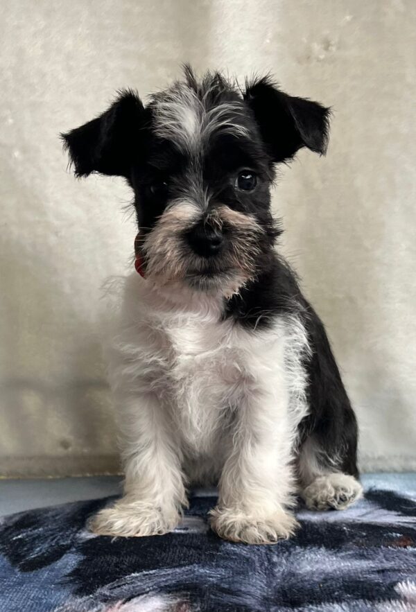 Ketlin Miniature Schnauzer