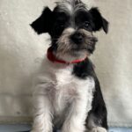 Ketlin-female-miniature-schnauzer-puppy-for-sale-1 (3)