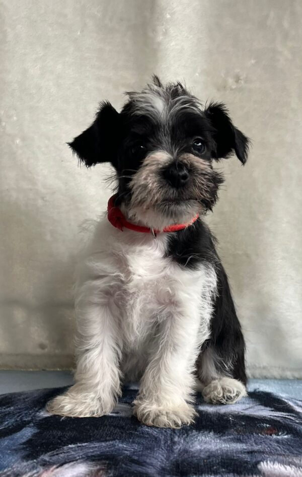 Ketlin Miniature Schnauzer