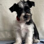 Ketlin-female-miniature-schnauzer-puppy-for-sale-1 (4)