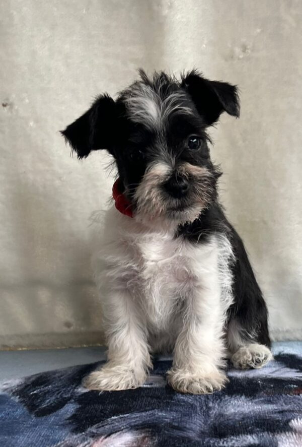 Ketlin Miniature Schnauzer