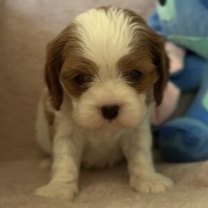 Kidi Cavalier King Charles Spaniel