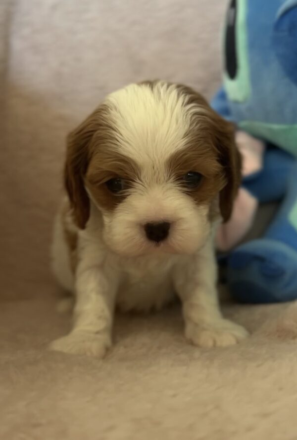 Kidi Cavalier King Charles Spaniel