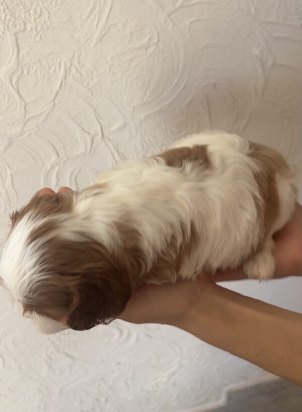 Kidi Cavalier King Charles Spaniel