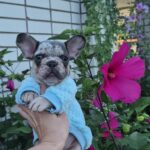 Kisson-female-french-bulldog-puppy-for-sale-1 (1)