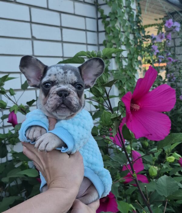 Kisson French Bulldog