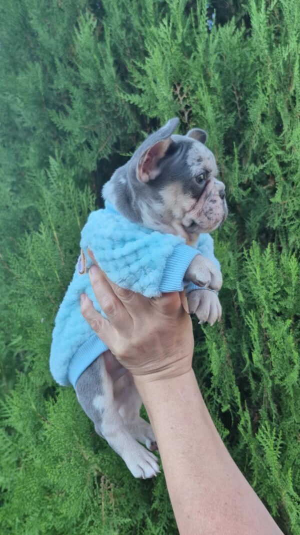 Kisson French Bulldog