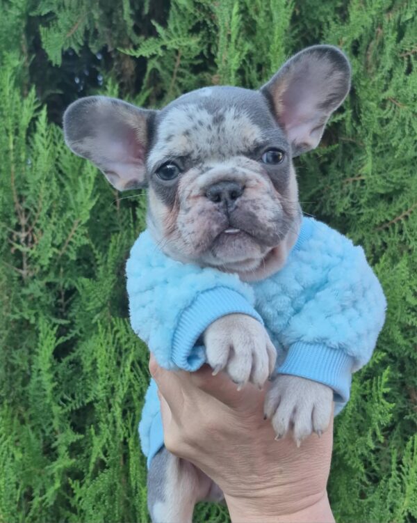 Kisson French Bulldog