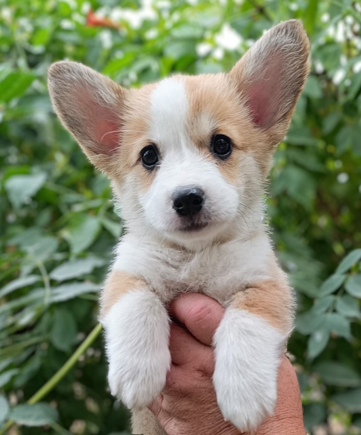 Pembroke Welsh Corgi Corgi Pomeranian Mix Price Fawn Corgi Petland