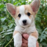Korra Welsh Corgi