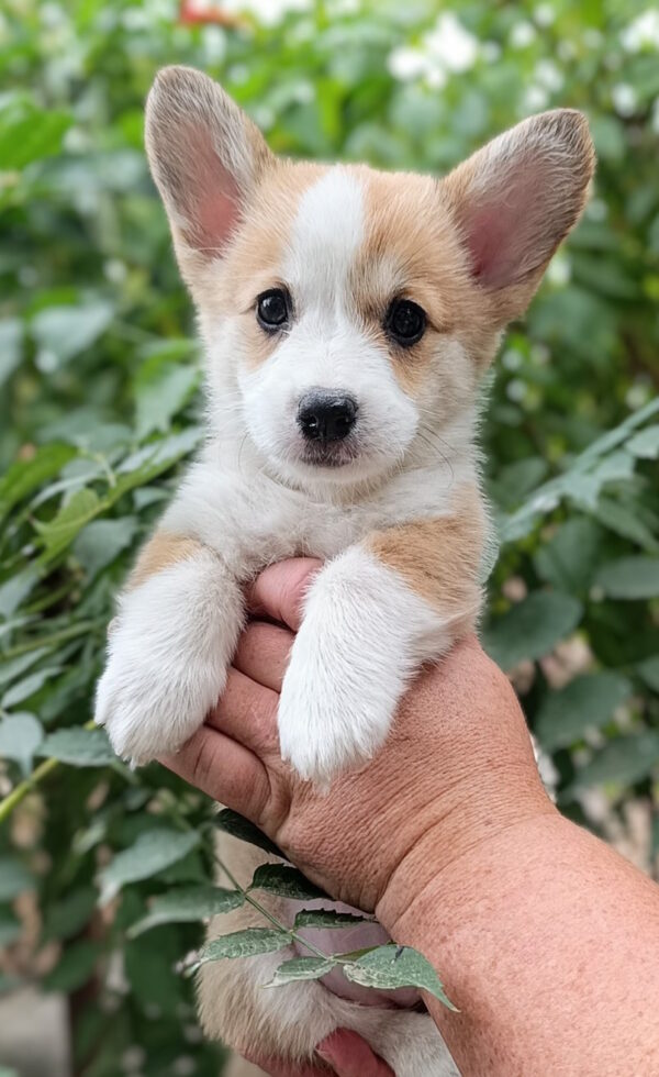 Kitri Welsh Corgi