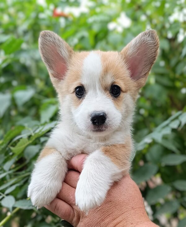 Kitri Welsh Corgi