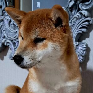 Kitsune Shiba Inu