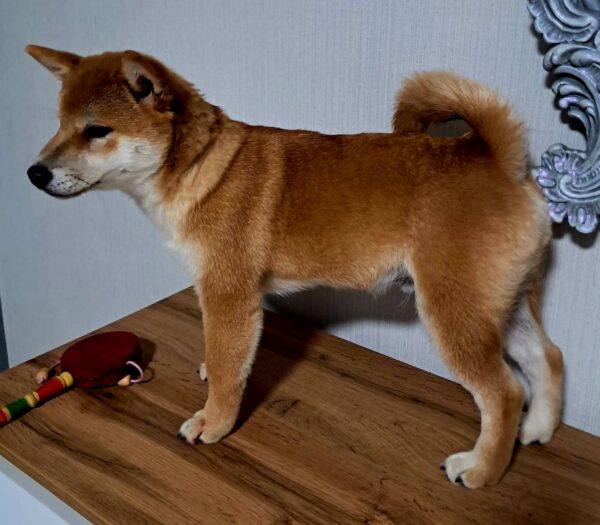Kitsune Shiba Inu